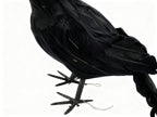 Cuervo Negro Pequeño para Halloween